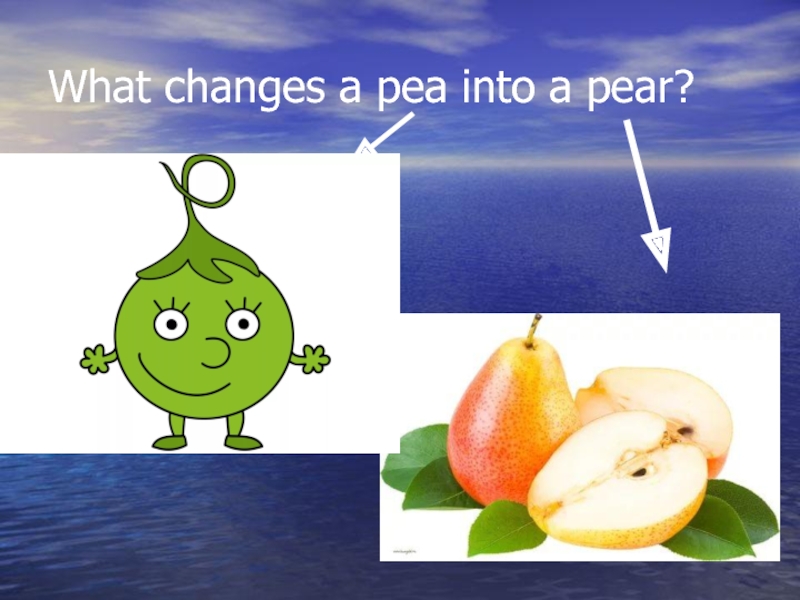 What changes a pea into a pear?