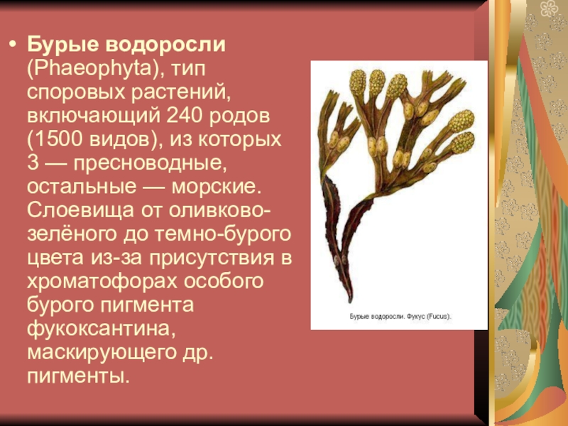 Таблица бурых водорослей. Бурые водоросли фукус ботаника. Бурые водоросли Phaeophyta. Бурые водоросли конспект. Бурые водоросли 7 класс.