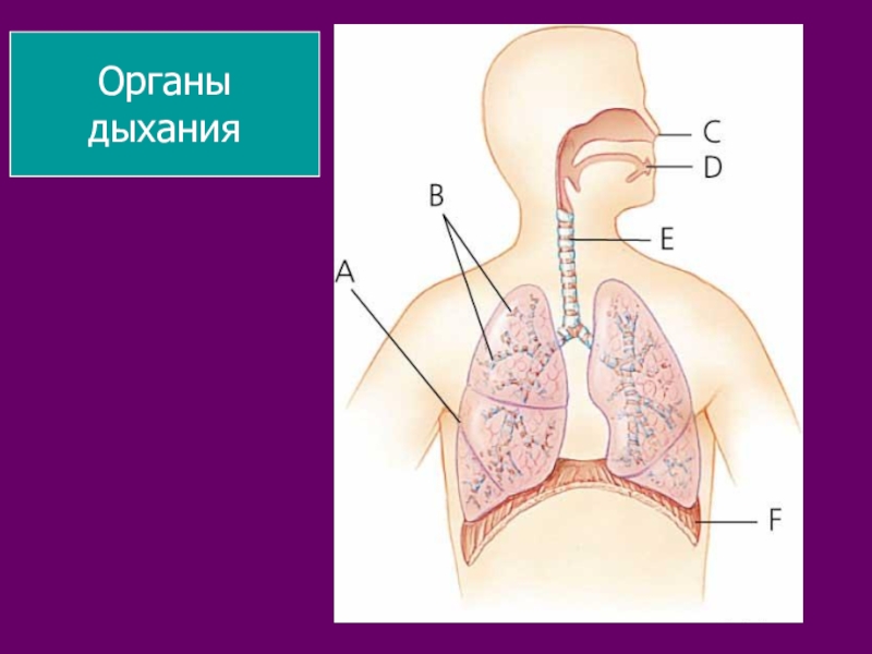 Биология тема дыхание. Дыхательная система фото. Карточки органы дыхания 3 класс. Путь кислорода в организме человека схема. Органы дыхания плоских.