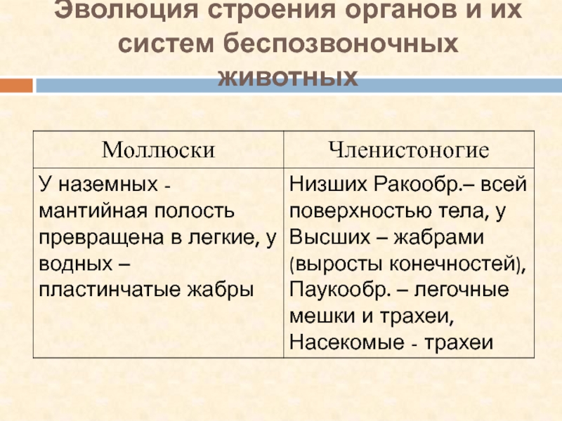 Язык развитие строение