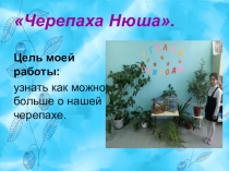 Исследовательская работа Черепаха Нюша