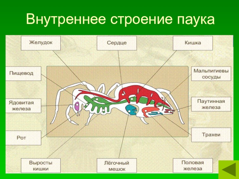 Рассмотрите рисунок раскрасьте цветными карандашами системы внутренних органов паука подпишите их