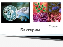 Презентация по теме Строение и роль бактерий.