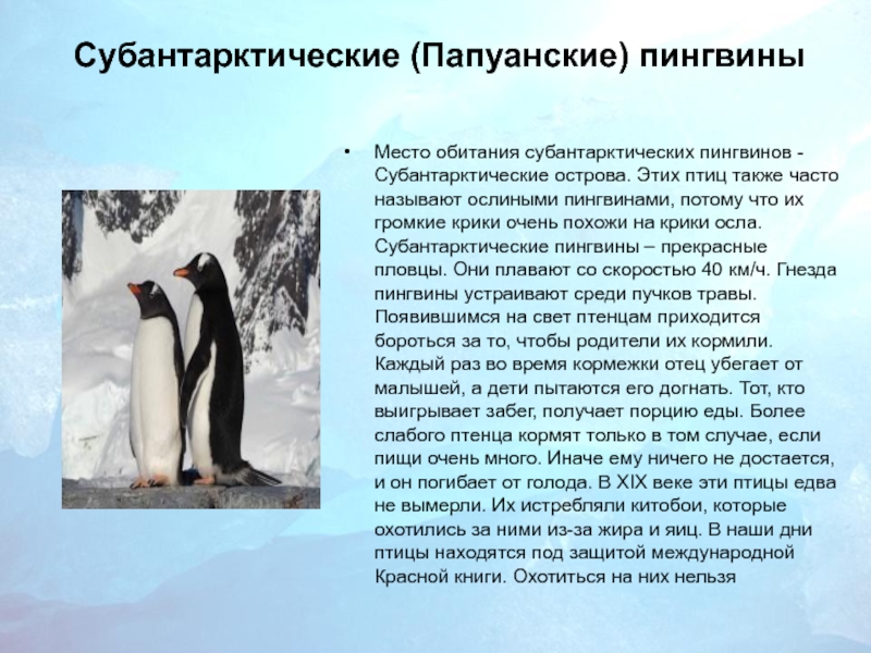 Субантарктические (Папуанские) пингвины Место обитания субантарктических пингвинов - Субантарктические острова. Этих птиц также часто называют ослиными пингвинами,
