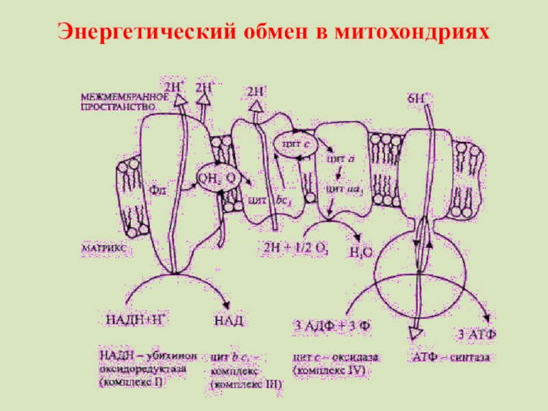 Энергетический обмен 10 класс. Энергетический обмен в митохондриях. Энергообмен в митохондриях. Энергетический обмен митохондрии АТФ. Энергетический обмен в митохондриях схема.