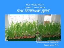 Проект  Лук - зеленый друг