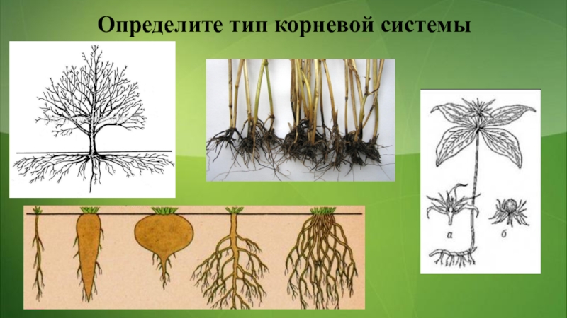 Отличить корень. Зоны корня и типы корневых систем. Определите Тип корневой системы. Тип корневой системы березы. Типы корневой системы аллоризная.