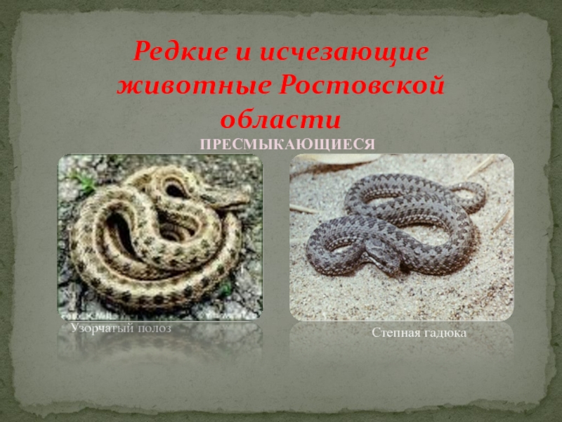 Редкие и исчезающие животные Ростовской областиУзорчатый полозСтепная гадюкаПРЕСМЫКАЮЩИЕСЯ