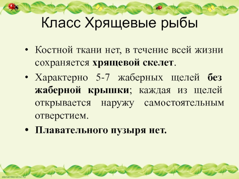 Класс Хрящевые рыбыКостной ткани нет, в течение всей жизни сохраняется хрящевой скелет. Характерно 5-7 жаберных щелей без