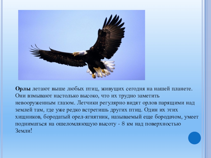 Высоко летят птицы характеристики предложения. Орел летает выше всех. Орёл летает высоко. Парящий орёл Славянский. Характеристика орла.