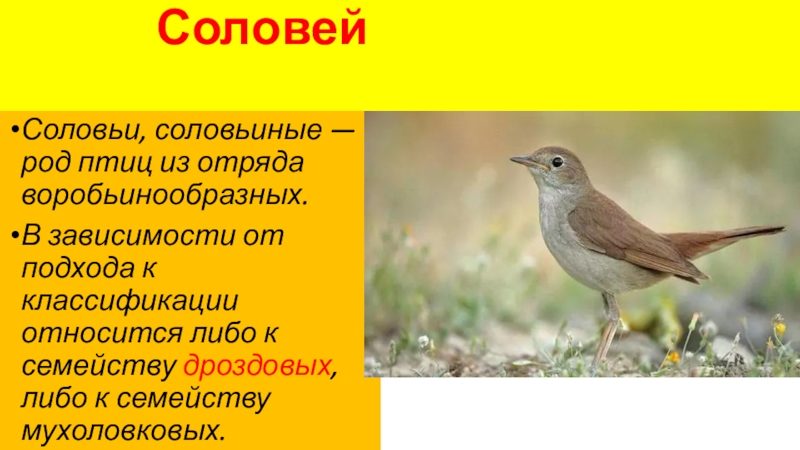 Соловей история. Режим работы соловьи в Соловьях. Интересные факты о отряде воробьинообразных. Органы чувств Воробьинообразные. Птичка Соловей фото и описание отряд Воробьинообразные.