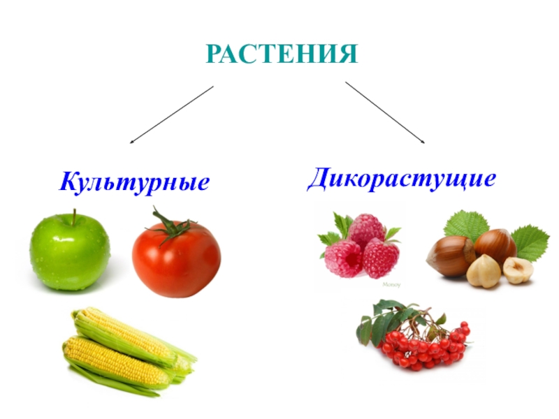 Культурные растения картинки для детей