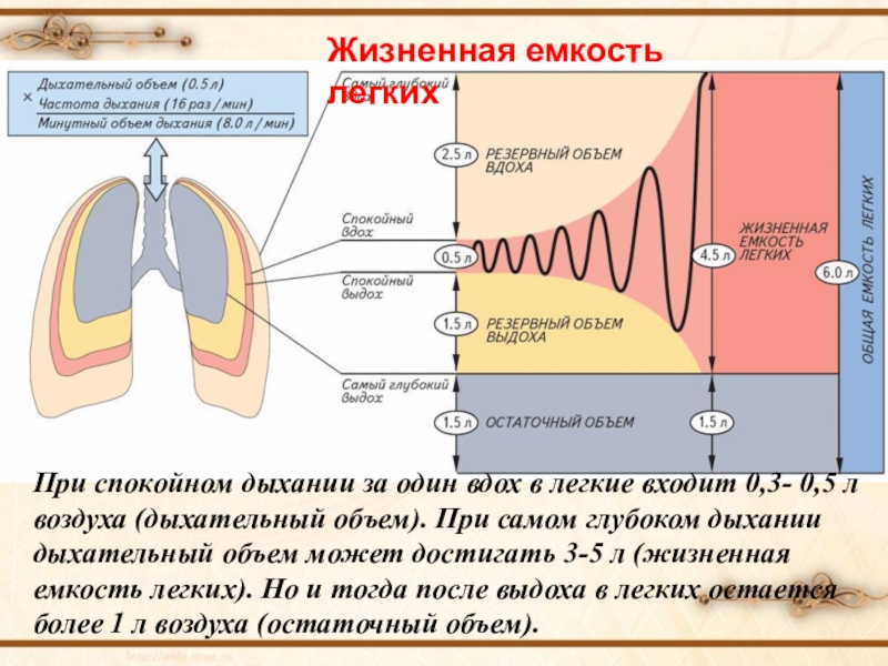 Биология презентация 8 класс дыхание