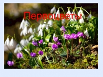 Презентация первоцветы подготовительная группа