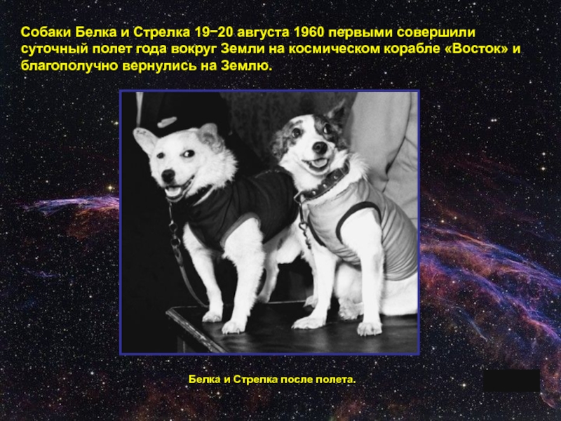 белка и стрелка карибская тайна в кино. анимация белка и стрелка космические собаки. 12 апреля белка и стрелка. белка стрелка часы. лайка собака-космонавт арт грустный.