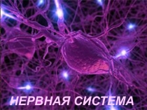 Презентация по биологии на тему Значение и строение нервной системы