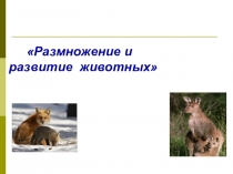 Презентация по окружающему миру . Тема: размножение животных