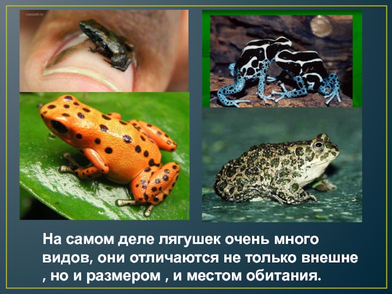 На самом деле лягушек очень много видов, они отличаются не только внешне , но и размером ,