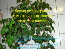Проект-исследование Растения нашего класса и дома