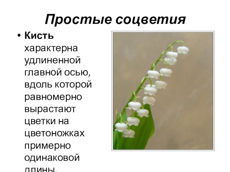 Соцветие определение биология 6 класс. Простые соцветия кисть характерна. Характерные признаки соцветия кисть. Соцветие кисть характерно для. Характерная черта соцветия кисть.