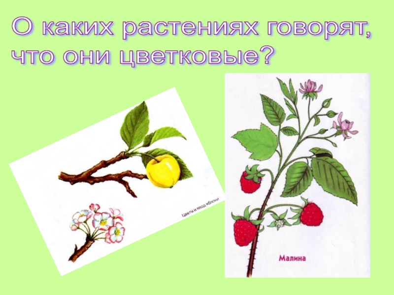 Скажи растение. Цветковые растения 2 класс. Цветковые растения 2 класс окружающий. Растение говорит. Без цветковые растения окружающий мир 2 класс.