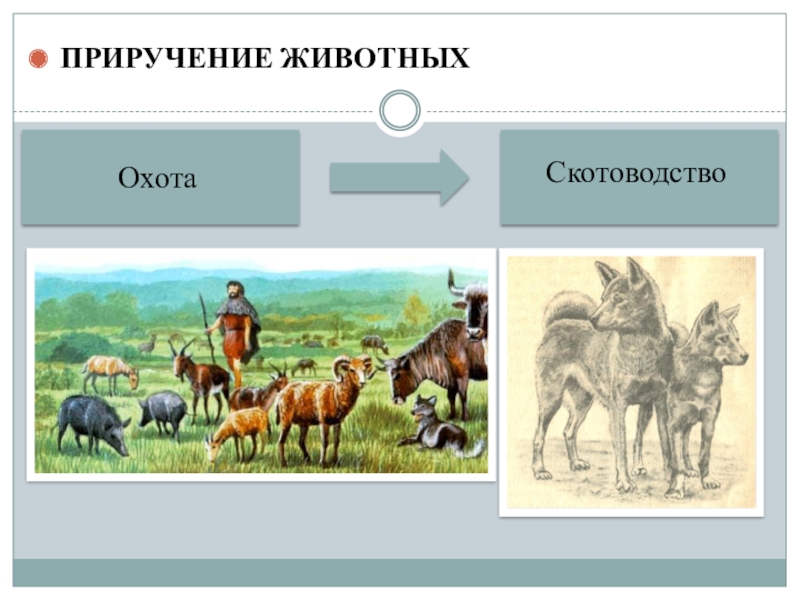 Какие направления имеет скотоводство 3. Скотоводы в древности. Приручение животных. Приручение животных и скотоводство. Скотоводство древних людей.