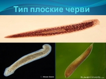 Презентация по биологии на тему Плоские черви