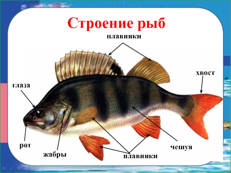 Презентация для детей на тему рыбы