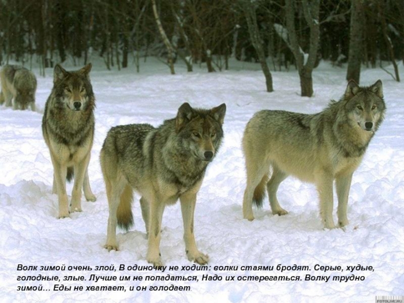 Волк зимой очень злой, В одиночку не ходит: волки стаями бродят. Серые, худые, голодные, злые. Лучше им