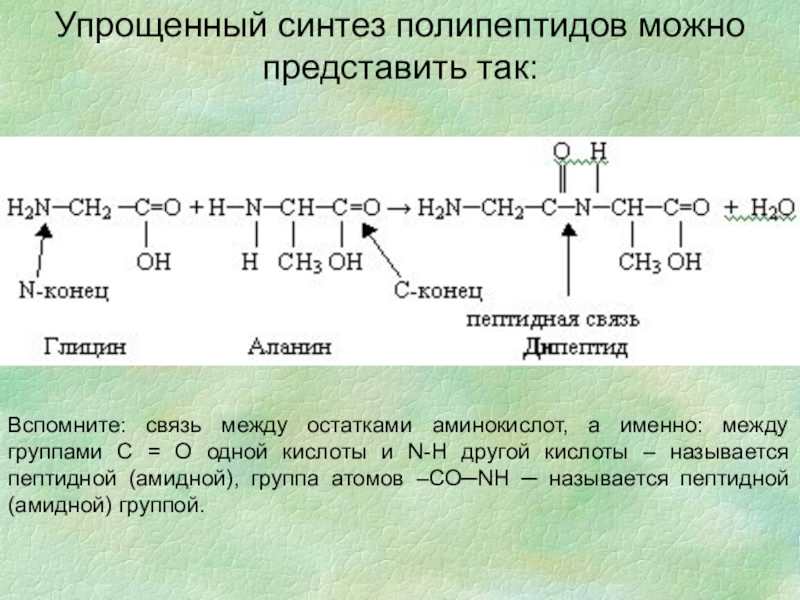 Аминокислоты в полипептиде соединены. Полипептиды пептиды аминокислоты. Синтез полипептида. Полипептиды примеры. Полипептид формула.
