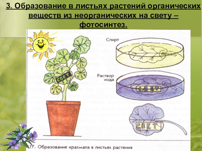 Процессы в жизни растений 5 класс биология. Фотосинтез растений 6 класс биология. Фотосинтез опыты 6 класс. Эксперимент по биологии 6 класс фотосинтез. Опыты по фотосинтезу у растений.