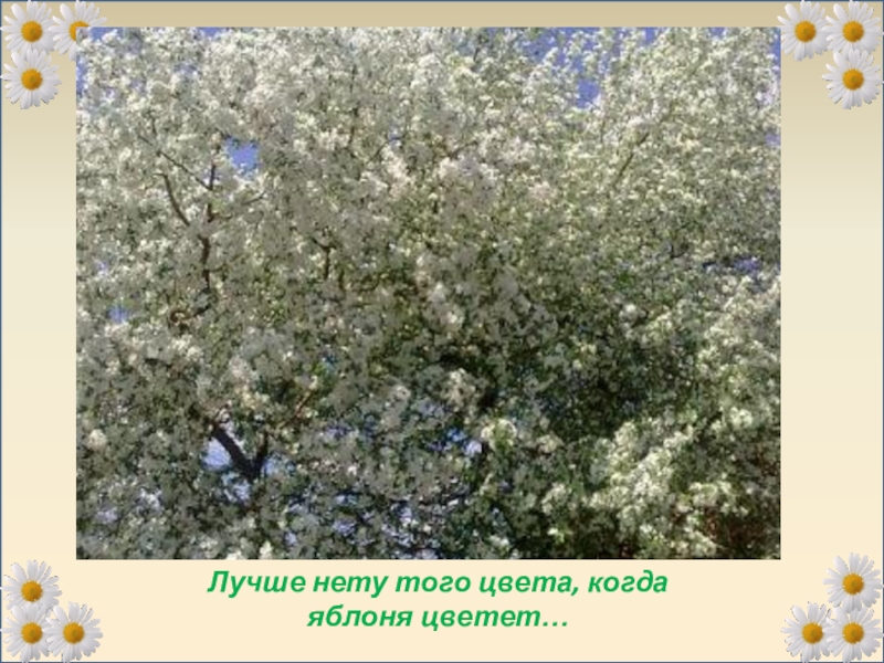 Лучше нету того цвету. Лучше нету того цвета когда яблоня цветет. Лучше нету того цвету Исаковский. Лучше нету того цвету когда яблоня.