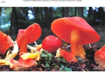 Билингвальный урок в презентации Лишайники