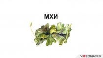 Презентация по биологии мхи