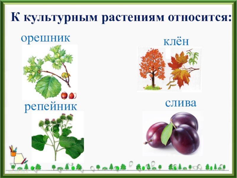 Дикорастущие и культурные растения 1 класс презентация перспектива