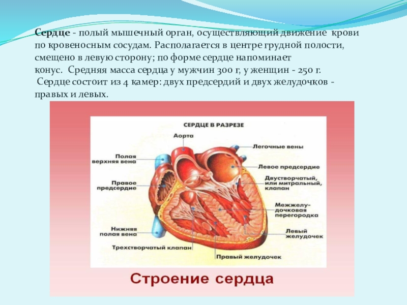 Строение и работа сердца презентация по биологии 8 класс