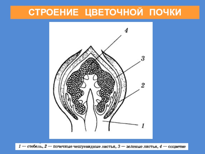 21 строение. Строение цветочной почки. Функции почек растений.