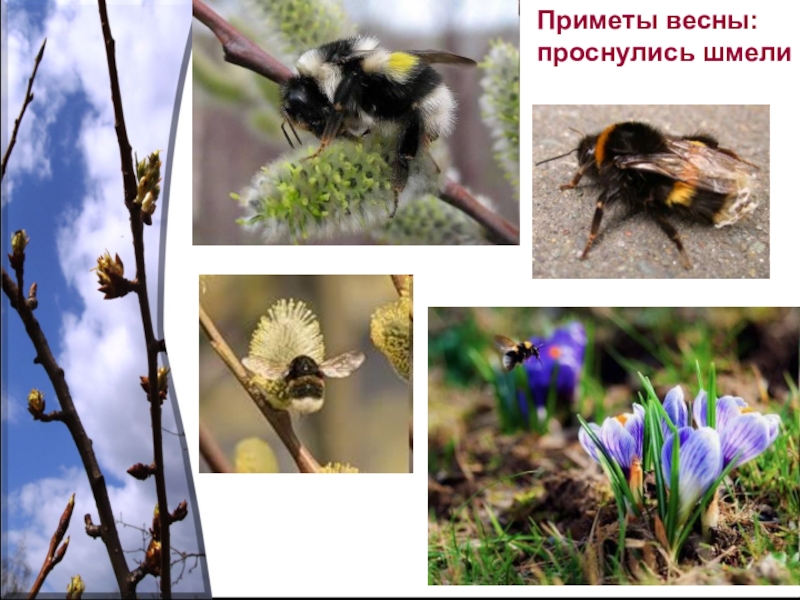 Жизнь насекомых весной. Приметы весны. Насекомые весной. Просыпаются насекомые весной.