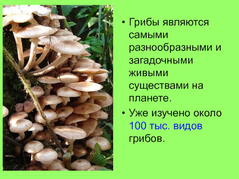 Почему грибы считают. Грибы являются. Чем являются грибы. Мир грибов интересен и очень разнообразен. Какие грибы считаются самыми дорогими.