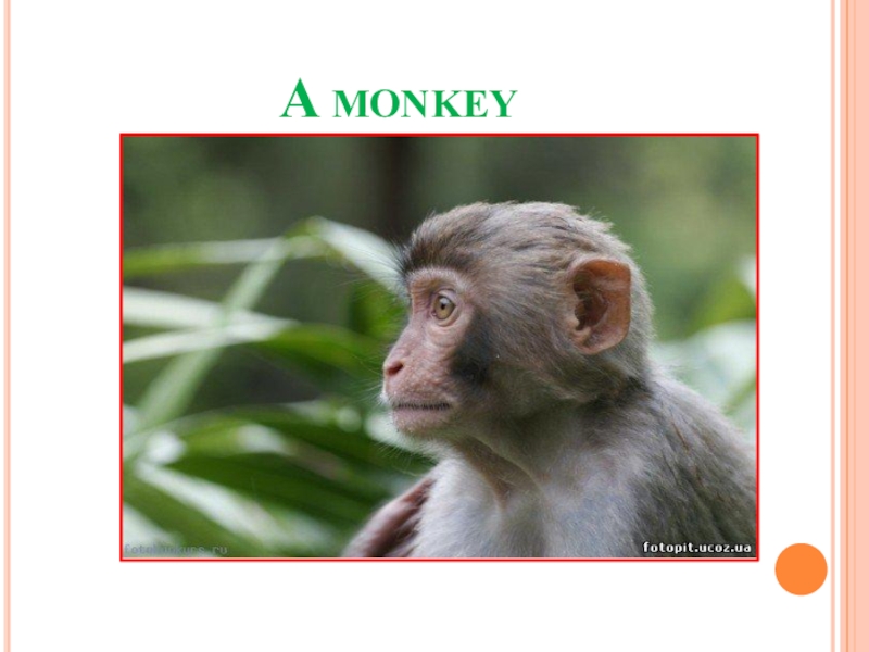 Тема текста про обезьянку. Слайд обезьяна. Text about Monkeys.