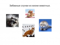 ОПрезентация по окружающему миру на тему Животные