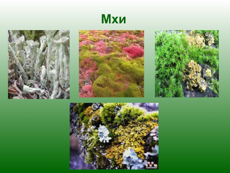 Примеры растений группы мхов. Мхи. Разнообразные растения мхи. Мхи окружающий мир. Проект мхи.