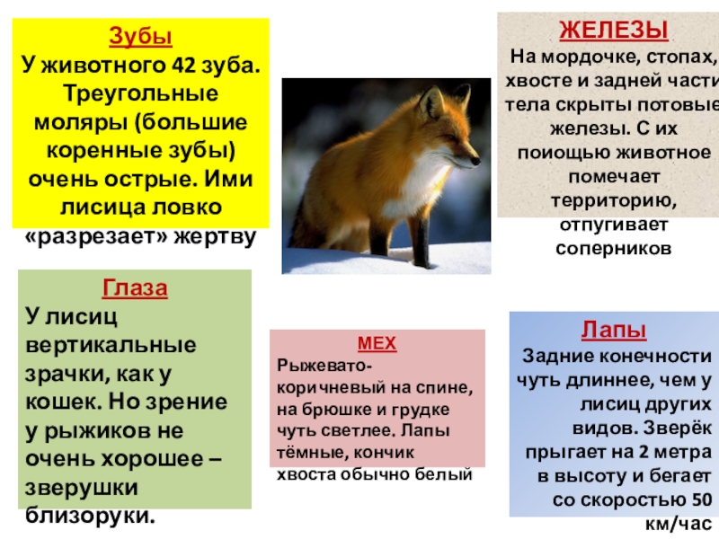 Проект на тему лиса 4 класс - 94 фото