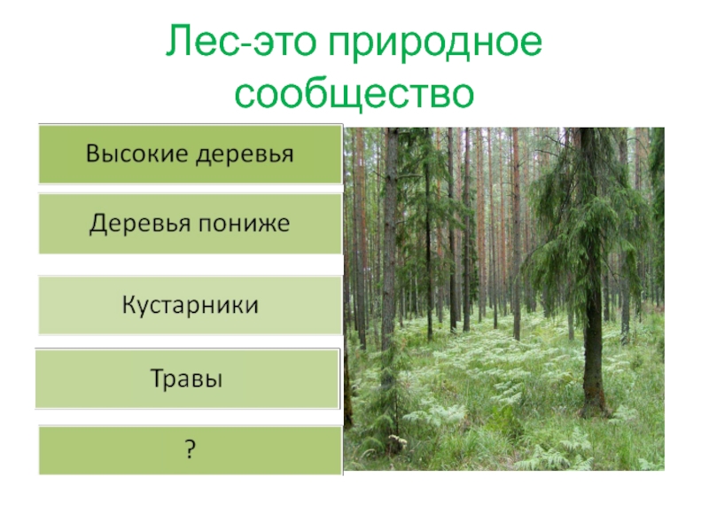 Природное сообщество леса составляют. Природное сообщество леса. Представители лесного сообщества. Сообщение на тему природное сообщество лес. Природное сообщество лес доклад.
