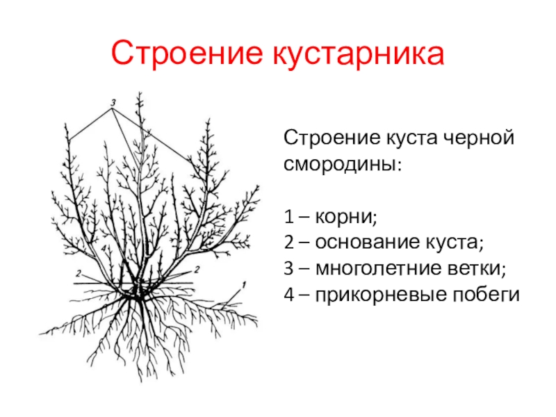 Каково строение кустарника