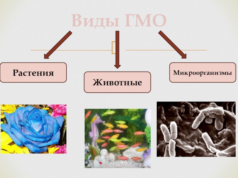 Генетически модифицированные организмы проект по биологии 9 класс