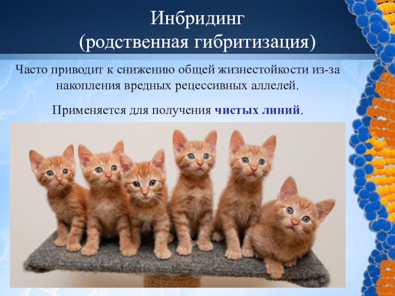 Скрещивание близкородственных видов