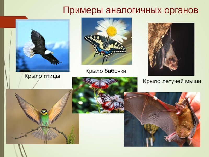 Пример аналогичного явления у животных. Аналогичные органы примеры. Крыло бабочки и птицы аналогичные органы. Аналогичные органы крыло бабочки и крыло птицы. Крыло летучей мыши и крыло бабочки аналогичные органы.