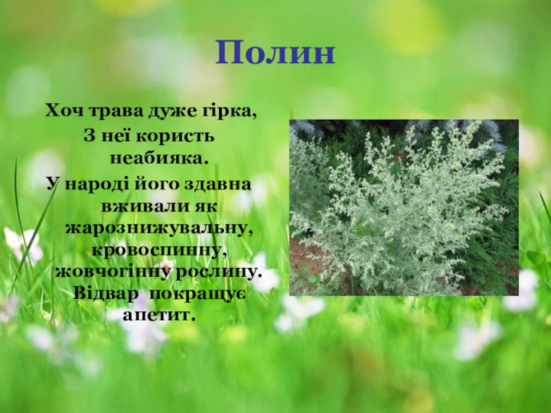 Трава загадка. Загадка про траву для детей. Загадки про целебные травы. Загадки о травах для детей. Загадка про травку.