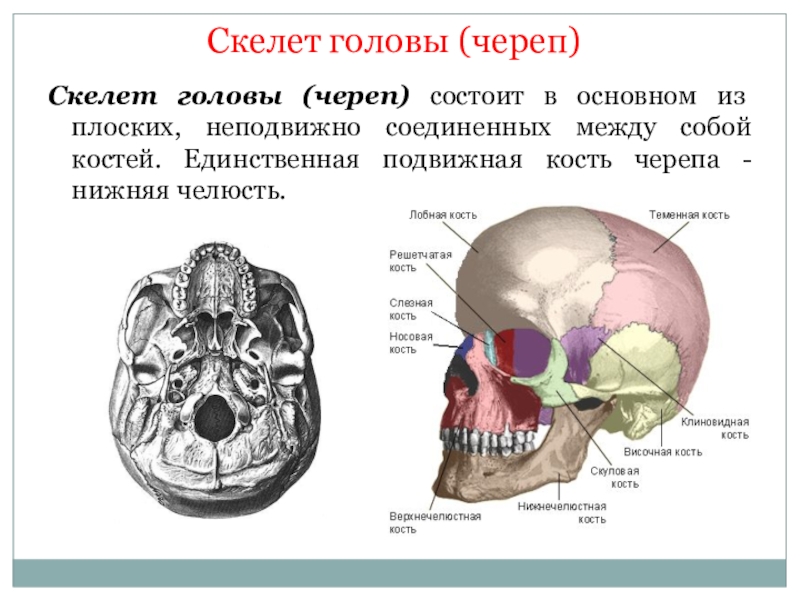 Лицевой скелет черепа. Скелет головы. Скелет головы череп. Кости скелета головы. Единственная подвижная кость черепа.